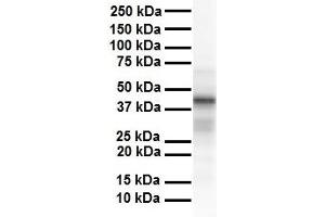 WB Suggested Anti-TAPBP antibody Titration: 1 ug/mL Sample Type: Human liver