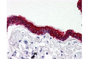 Anti-SCO2 antibody IHC of human lung, respiratory epithelium. (SCO2 antibody  (C-Term))