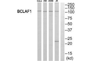 Western Blotting (WB) image for anti-BCL2-Associated Transcription Factor 1 (BCLAF1) (Internal Region) antibody (ABIN1850887) (BCLAF1 antibody  (Internal Region))