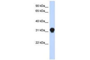 Image no. 1 for anti-Dynein, Axonemal, Light Intermediate Chain 1 (DNALI1) (N-Term) antibody (ABIN6741250) (DNALI1 antibody  (N-Term))