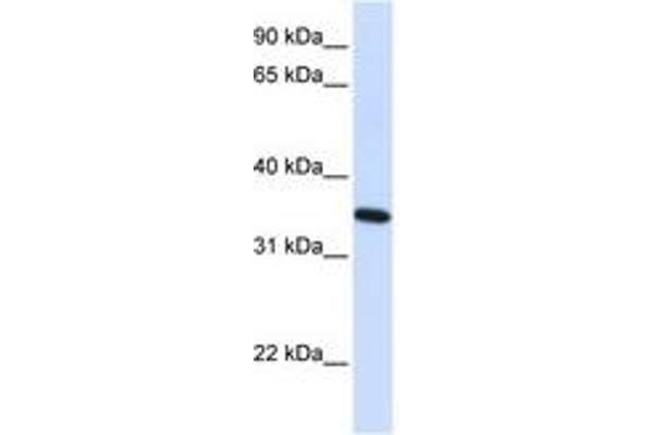 Reticulon 1 antibody  (AA 36-85)