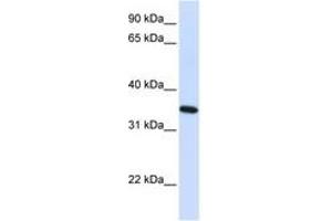 Reticulon 1 抗体  (AA 36-85)