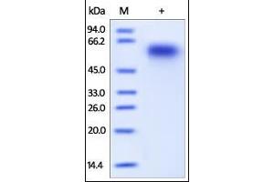 Human CD46, His Tag on SDS-PAGE under reducing (R) condition. (CD46 Protein (CD46) (AA 35-328) (His tag))