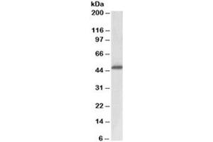 Western blot testing of human prostate lysate with ACPP antibody at 0. (ACPP antibody)