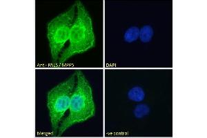 Immunofluorescence (IF) image for anti-Membrane Protein, Palmitoylated 5 (MAGUK P55 Subfamily Member 5) (MPP5) (N-Term) antibody (ABIN185150)