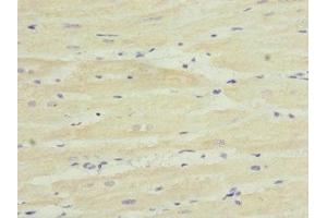 Immunohistochemistry (IHC) image for anti-Thiamin Pyrophosphokinase 1 (TPK1) (AA 1-243) antibody (ABIN7171975)