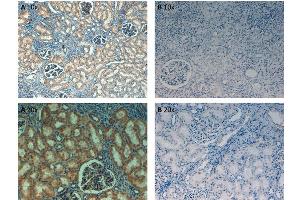 Immunohistochemistry (IHC) image for anti-Fibronectin 1 (FN1) antibody (Biotin) (ABIN5596762)