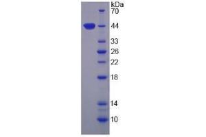 SDS-PAGE analysis of Human Arginase II Protein. (ARG2 Protein)
