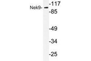 Western blot analysis of Nek9 antibody in extracts from A549 cells. (NEK9 antibody)