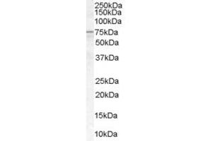 ABIN185632 (1µg/ml) staining of Human Spleen lysate (35µg protein in RIPA buffer). (ACSL5 antibody  (C-Term))