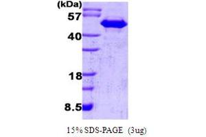 SDS-PAGE (SDS) image for Cell Division Cycle 37 Homolog (S. Cerevisiae) (CDC37) (AA 1-378) protein (ABIN666715)