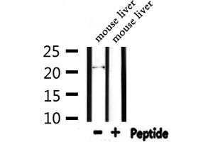 Western blot analysis of extracts from mouse liver, using FGF6 Antibody. (FGF6 antibody  (N-Term))
