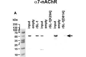 Analysis of rSLURP-1 targets in A549 cells. (CHRNA7 antibody  (AA 52-259))