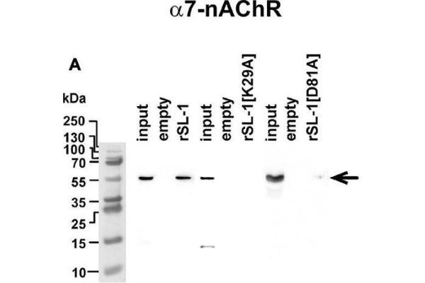 CHRNA7 Antikörper  (AA 52-259)