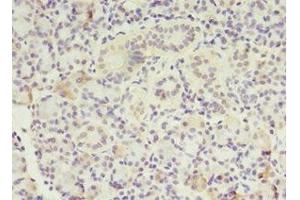 Immunohistochemistry of paraffin-embedded human pancreatic tissue using ABIN7159589 at dilution of 1:100