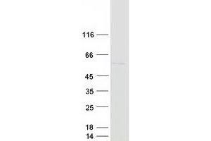 Validation with Western Blot (ACTR3 Protein (Myc-DYKDDDDK Tag))