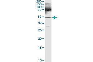 Immunoprecipitation of FARS2 transfected lysate using anti-FARS2 MaxPab rabbit polyclonal antibody and Protein A Magnetic Bead , and immunoblotted with FARS2 purified MaxPab mouse polyclonal antibody (B01P) . (FARS2 antibody  (AA 1-451))