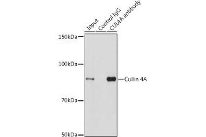Immunoprecipitation analysis of 200 μg extracts of HeLa cells using 3 μg Cullin 4A antibody (ABIN3016905, ABIN3016906, ABIN3016907 and ABIN6219875). (Cullin 4A antibody)