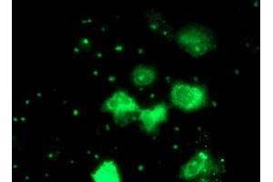 Anti-PGAM2 mouse monoclonal antibody (ABIN2454930) immunofluorescent staining of COS7 cells transiently transfected by pCMV6-ENTRY PGAM2 (RC200701). (PGAM2 antibody)