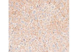 Immunohistochemistry of paraffin-embedded Mouse liver using CDH18 Polyclonal Antibody at dilution of 1:100 (40x lens). (CDH18 antibody)