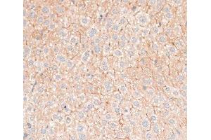 Immunohistochemistry of paraffin-embedded Mouse liver using CDH18 Polyclonal Antibody at dilution of 1:100 (40x lens). (CDH18 antibody)