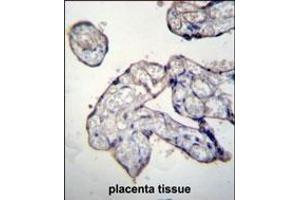 TRIP13 Antibody (C-term) (ABIN656567 and ABIN2845827) immunohistochemistry analysis in formalin fixed and paraffin embedded human placenta tissue followed by peroxidase conjugation of the secondary antibody and DAB staining. (TRIP13 antibody  (C-Term))