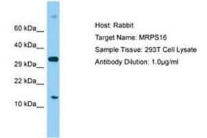 Image no. 1 for anti-Mitochondrial Ribosomal Protein S16 (MRPS16) (C-Term) antibody (ABIN6750059)