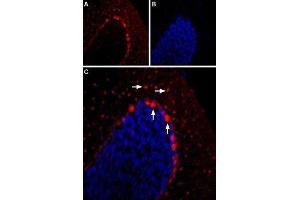 Expression of 5-Hydroxytryptamine receptor 2B in mouse cerebellum - Immunohistochemical staining of mouse cerebellum using Anti-5HT2B Receptor (HTR2B) (extracellular) Antibody (ABIN7043619, ABIN7045288 and ABIN7045289) (1:400). (Serotonin Receptor 2B antibody  (Extracellular, N-Term))
