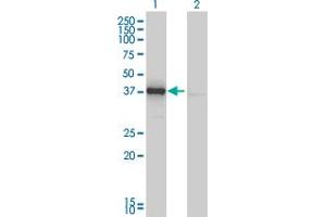 Western Blot analysis of DNAJB4 expression in transfected 293T cell line by DNAJB4 monoclonal antibody (M01), clone 1H2-3G4. (DNAJB4 antibody  (AA 1-337))