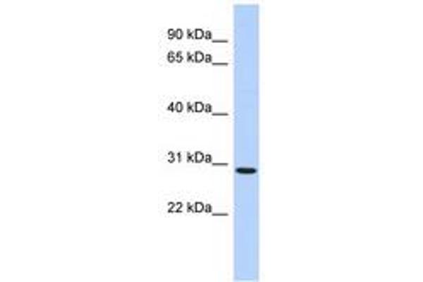 SERTAD2 抗体  (AA 35-84)