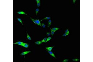 Immunofluorescent analysis of Hela cells using ABIN7150692 at dilution of 1:100 and Alexa Fluor 488-congugated AffiniPure Goat Anti-Rabbit IgG(H+L) (DUOXA1 antibody  (AA 73-183))