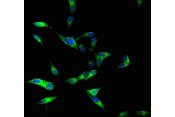 DUOXA1 antibody  (AA 73-183)