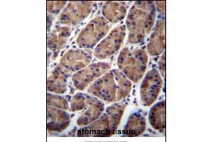 PFDN5 Antibody (Center) (ABIN657046 and ABIN2846213) immunohistochemistry analysis in formalin fixed and paraffin embedded human stomach tissue followed by peroxidase conjugation of the secondary antibody and DAB staining. (PFDN5 antibody  (AA 79-108))