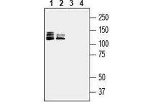 Western blot analysis of human Jurkat T-cell leukemia cell line lysate (lanes 1 and 3) and human HL-60 promyelocytic leukemia cell line lysate (lanes 2 and 4): - 1,2.