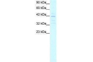 MORF4L1 antibody  (Middle Region)