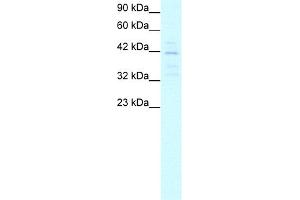 WB Suggested Anti-MORF4L1 Antibody Titration:  5. (MORF4L1 antibody  (Middle Region))