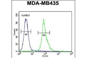 AKT1 Antibody (Thr308) (ABIN654500 and ABIN2844231) flow cytometric analysis of MDA-M cells (right histogram) compared to a negative control cell (left histogram). (AKT1 antibody  (Thr308))
