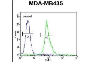 AKT1 Antibody (Thr308) (ABIN654500 and ABIN2844231) flow cytometric analysis of MDA-M cells (right histogram) compared to a negative control cell (left histogram). (AKT1 antibody  (Thr308))