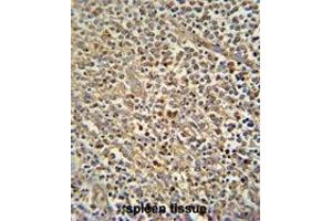 ZN180 antibody (N-term) immunohistochemistry analysis in formalin fixed and paraffin embedded human spleen tissue followed by peroxidase conjugation of the secondary antibody and DAB staining.