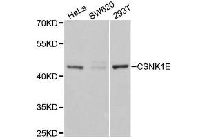 Western blot analysis of extracts of various cell lines, using CSNK1E antibody (ABIN5970908) at 1/1000 dilution. (CK1 epsilon antibody)