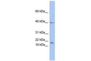 Image no. 1 for anti-MYC Associated Factor X (MAX) (N-Term) antibody (ABIN6744412) (MAX antibody  (N-Term))
