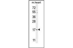 Western blot analysis of IER3 / IEX1 Antibody (N-term) in mouse heart tissue lysates (35ug/lane). (IER3 antibody  (N-Term))