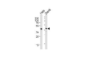 Lane 1: HeLa Cell lysates, Lane 2: Daudi Cell lysates, probed with USF1 (1264CT170. (USF1 antibody)