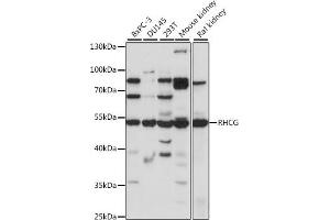Western blot analysis of extracts of various cell lines, using RHCG antibody (ABIN7269960) at 1:1000 dilution. (RHCG antibody  (AA 240-479))