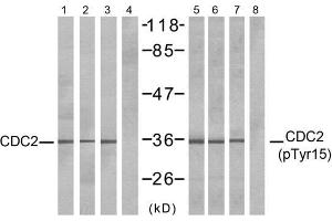 Western blot analysis of extracts from COLO (Lane 1, 5) and HepG2 (Lane 2, 6) and K562 (Lane 3, 4, 7, 8) cells, using CDC2 (Ab-15) antibody (E021236, Lane 1, 2, 3 and 4) and CDC2 (phospho-Tyr15) antibody (E011244, Lane 5, 6, 7 and 8). (CDK1 antibody  (pTyr15))