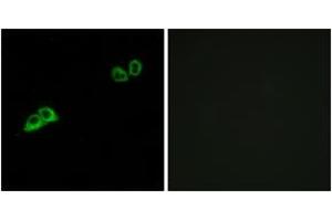 Immunofluorescence analysis of MCF7 cells, using OR2AT4 Antibody. (OR2AT4 antibody  (AA 271-320))