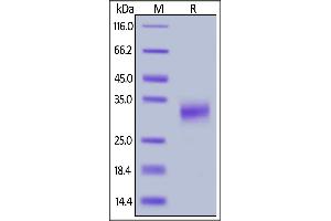 Biotinylated Cynomolgus CD32a, His,Avitag (SPR & BLI verified) on  under reducing (R) condition. (FCGR2A Protein (AA 28-208) (His tag,AVI tag,Biotin))
