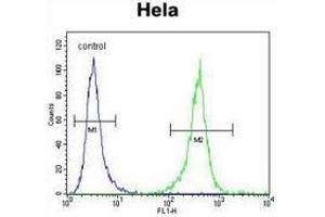 Flow cytometric analysis of Hela cells (right histogram) compared to a negative control cell (left histogram) using DNAJB6  Antibody , followed by FITC-conjugated goat-anti-rabbit secondary antibodies. (DNAJB6 antibody  (Middle Region))