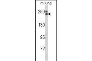 Western blot analysis of COL18A1 Antibody in mouse lung tissue lysates (35ug/lane) (COL18A1 antibody  (N-Term))