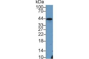 Western blot analysis of Pig Liver lysate, using Mouse Hpt Antibody (3 µg/ml) and HRP-conjugated Goat Anti-Rabbit antibody (